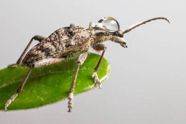 Le pinze a macchie nere sostengono lo scarabeo, Rhagium mordax — Foto Stock