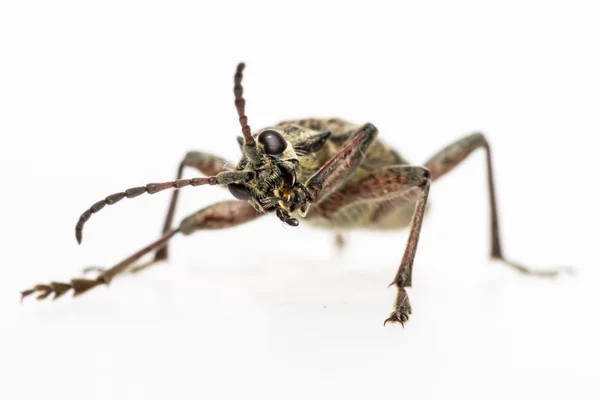 Die schwarzfleckige zange stützt den käfer (rhagium mordax)) — Stockfoto