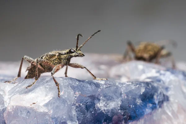 Svartfläckig tång stöd skalbaggen (rhagium mordax) — Stockfoto