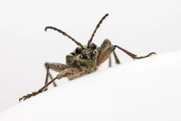Чернопятнистые плоскогубцы поддерживают жука (Rhagium mordax ) — стоковое фото