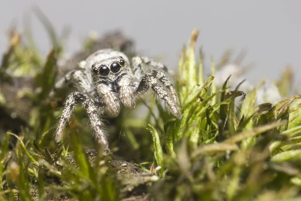 Πορτρέτο μιας αράχνης ζέβρα (salticus scenicus) — Φωτογραφία Αρχείου
