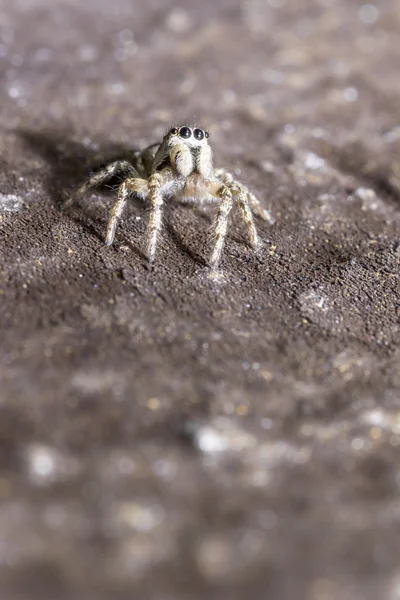 atlama örümcek (salticus scenicus portresi)