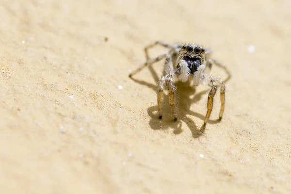 Portrét skákání pavouk (salticus scenicus) — Stock fotografie