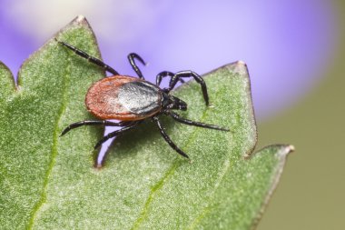 castor bean kene (Ixodes ricinus)
