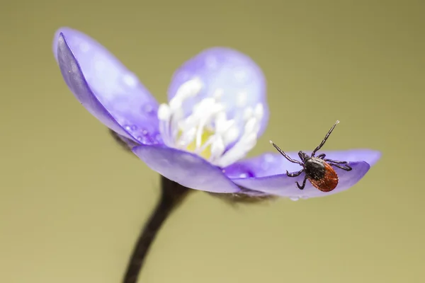 Skočec obecný klíště (ixodes ricinus) — Stock fotografie