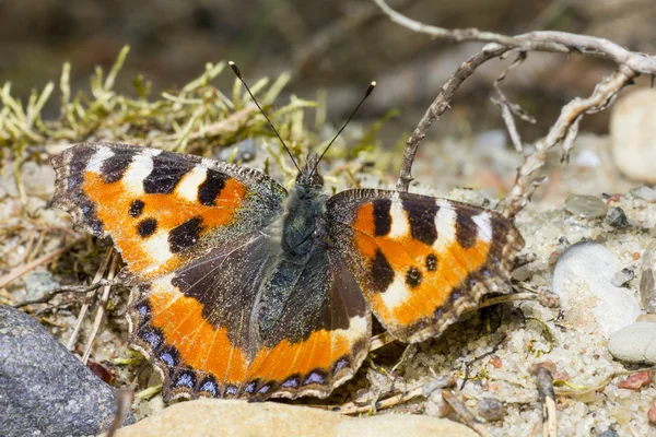 compton bağa (nymphalis vaualbum)