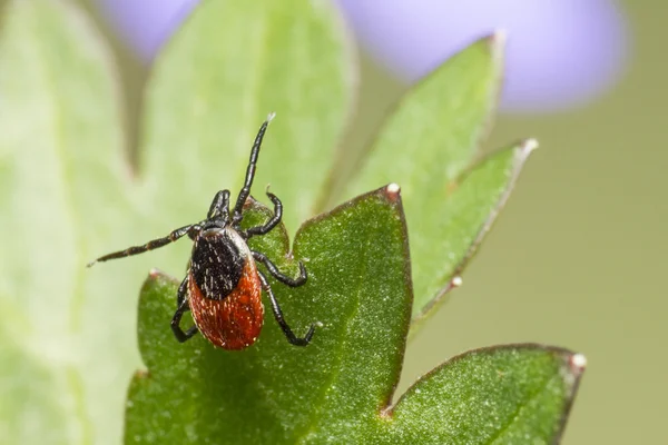castor bean kene (Ixodes ricinus)