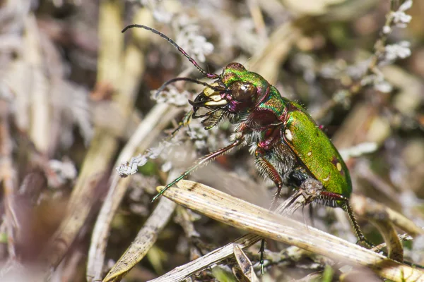 El Escarabajo Tigre Verde (Cicindela campestris ) — Foto de Stock