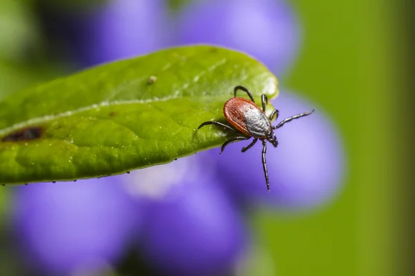 Το τσιμπούρι φασολιών καστόρων (ixodes ricinus) — Φωτογραφία Αρχείου