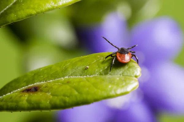 Die Rizinuszecke (ixodes ricinus)) — Stockfoto