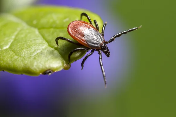 castor bean kene (Ixodes ricinus)
