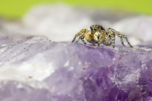 Portrait of a Jumping Spider — Stock Photo, Image