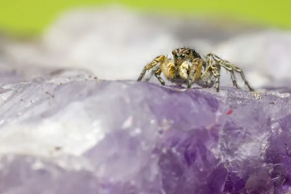 Retrato de uma Aranha Saltitante — Fotografia de Stock