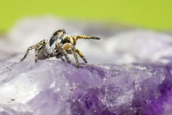 Portrait of a Jumping Spider — Stock Photo, Image