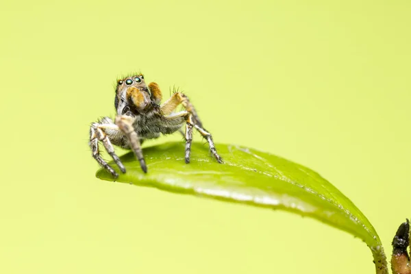 Porträt einer springenden Spinne — Stockfoto