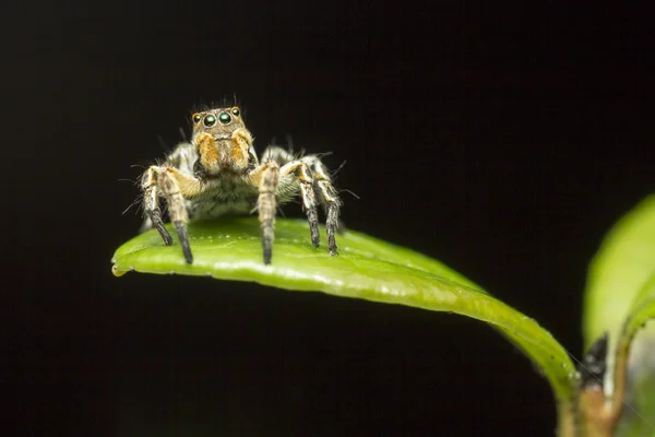 Portrait d'une araignée sauteuse — Photo