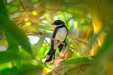 Oriental magpie-robin, copsyus saularis