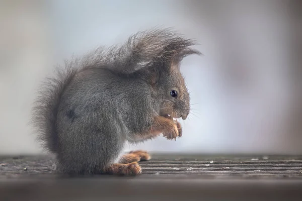 Ardilla Roja Sciurus Vulgaris — Foto de Stock