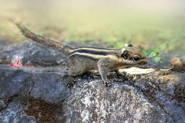喜马拉雅山条纹松鼠 Tamiops Mcclellandii — 图库照片