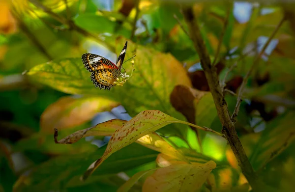 Tayland Tropik Kelebek — Stok fotoğraf