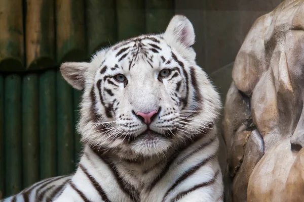 Cabeza de tigre blanco — Foto de Stock