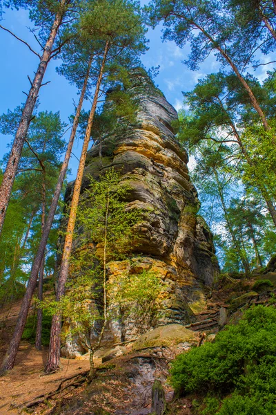 Rock i skogen — Stockfoto