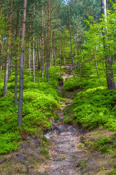 Skog — Stockfoto