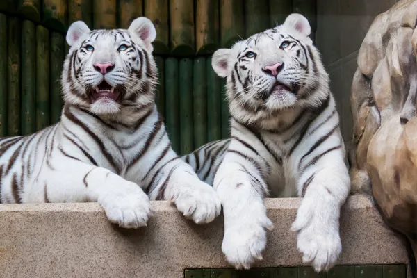 White tigers — Stock Photo, Image