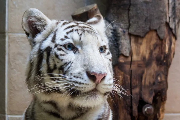 Tigre branco — Fotografia de Stock