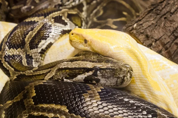 Snakes — Stock Photo, Image