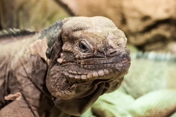 Iguana — Stok fotoğraf