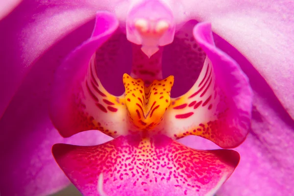 Orquídea — Fotografia de Stock