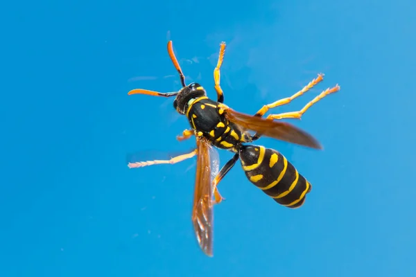 Wasp — Stockfoto