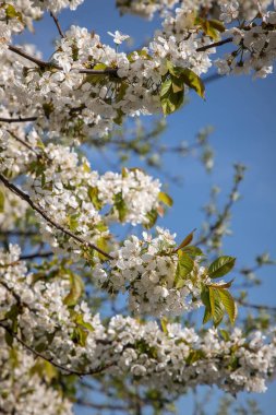 Güneşli bir günde beyaz çiçeklerle açan bahar ağaçları.
