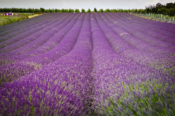 Campo Levander Romántico Moravia Del Sur República Checa —  Fotos de Stock