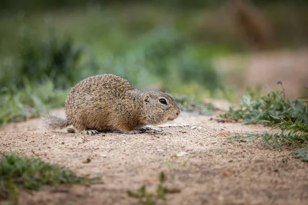 Cute Funny Animal Ground Squirrel Green Field — Stock Photo, Image