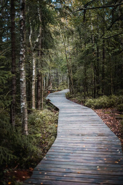 Gångväg Skogen Som Ingår Naturstigen Kladska — Stockfoto