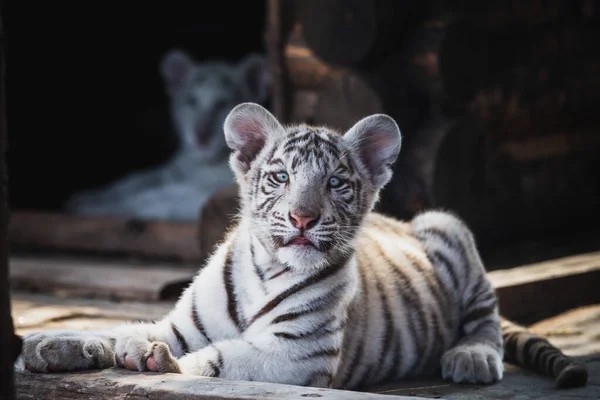 Cute Kotek Bardzo Unikalny Biały Tygrys — Zdjęcie stockowe