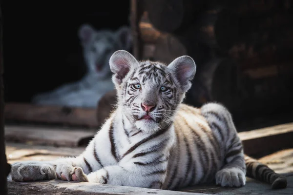 Lindo Gatito Tigre Blanco Muy Único — Foto de Stock