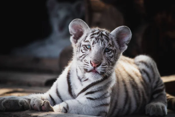 Lindo Gatito Tigre Blanco Muy Único — Foto de Stock