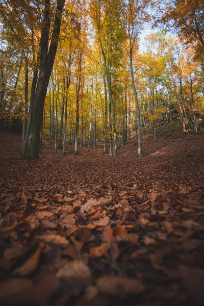 Autumn Forest Kokorinsko Area Central Bohemia — Stok fotoğraf