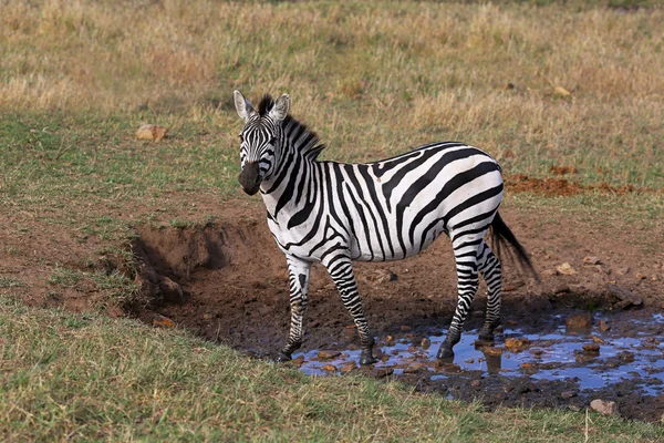 Zebra — Stock Photo, Image