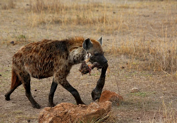 Wild hyena — Stock Photo, Image