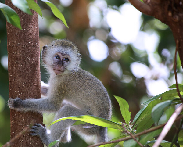 Бархатная обезьяна
