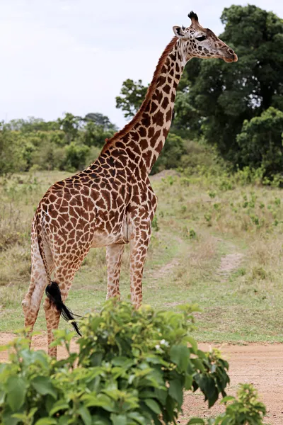 Giraffe — Stock Photo, Image