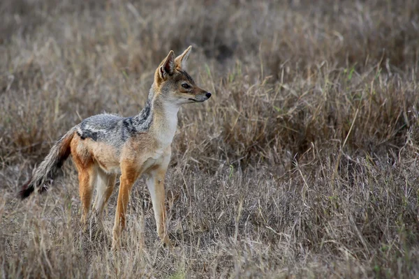 Western Coyote Howling — Stock Photo © steve_byland #7925851