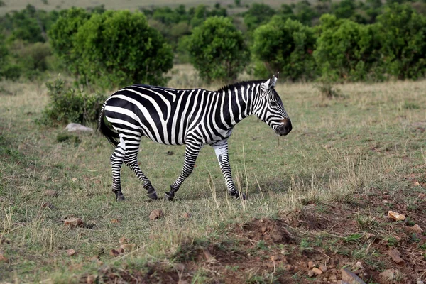 Wild zebra — Stock Photo, Image