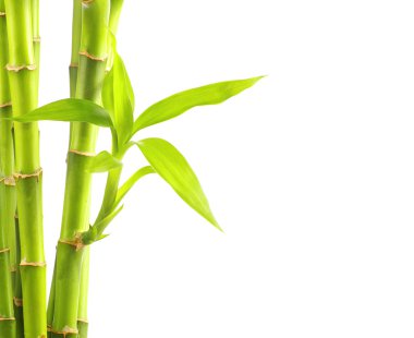 Bambu Arkaplanı