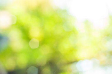 bulanık yeşil bokeh arka plan