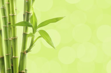Bambu Arkaplanı